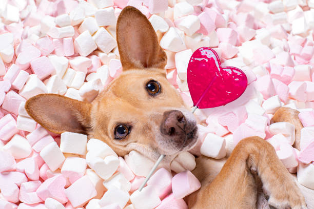 buon cane san valentino a letto di marshmallows - cane sugar foto e immagini stock