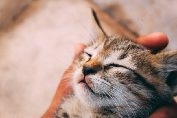 istock Closeup shot of kitten falling asleep on hand 1297654590