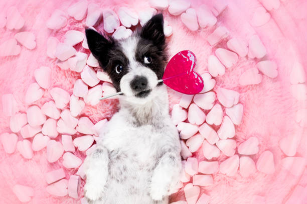 glücklich valentines hund im bett von marshmallows - dogrose stock-fotos und bilder