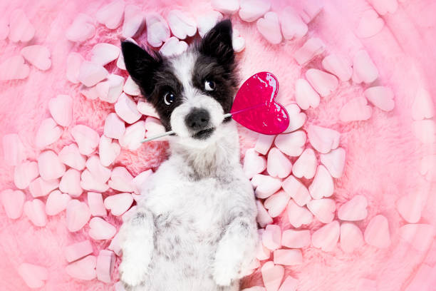 buon cane san valentino a letto di marshmallows - candy cane immagine foto e immagini stock