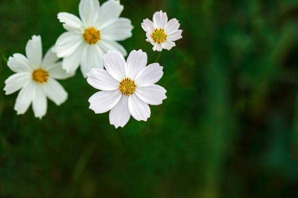 Flower, Cosmos Flower, Close-up, White Color, Blossom, Sky, Blue