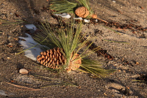 close up of pine cone on sand and snow