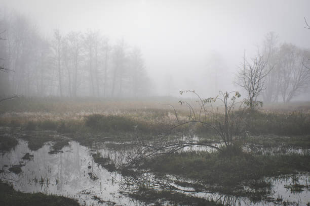 The wetlands of Kampinos National Park, Poland. An early morning in the wilderness covered with fog. The silhouettes of the trees are blurred due to the mist. Selective focus on the grass.