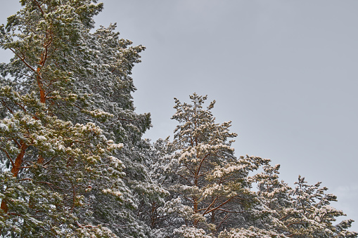 Trees in the forest covered with snow after a snowfall.