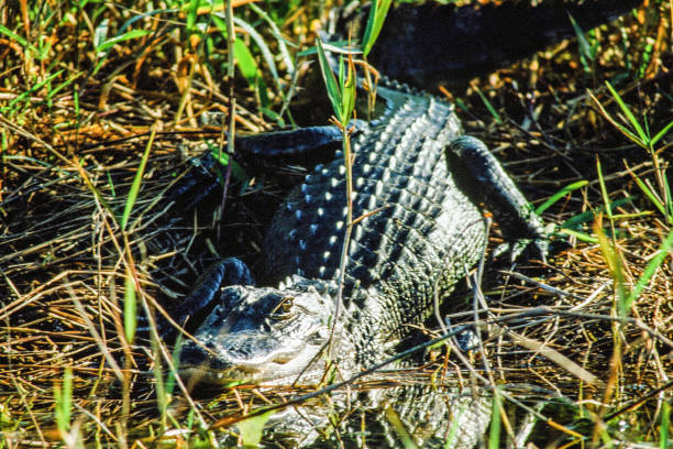 October, 2018. Florida, USA.