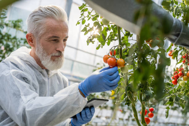 istock Mature male scientist inspecting tomato ripening 1297659571