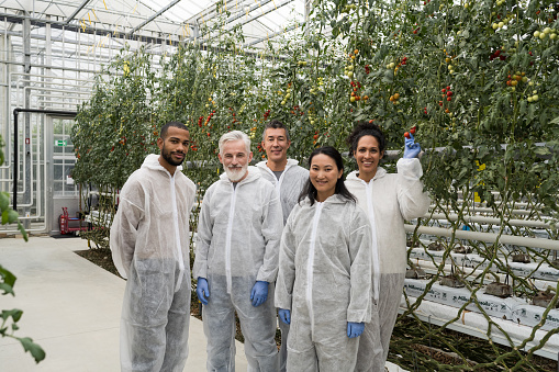 Multi-ethnic team of people standing in front of various color fruit on plants. Men and women looking at camera. Tomato growing in modern greenhouse. High-tech hydroponic agriculture.