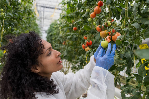 istock Hispanic woman checking tomatoes growing on plant 1297659614
