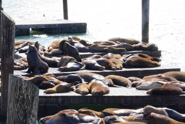 istock Sea lions on the pier 1297659773