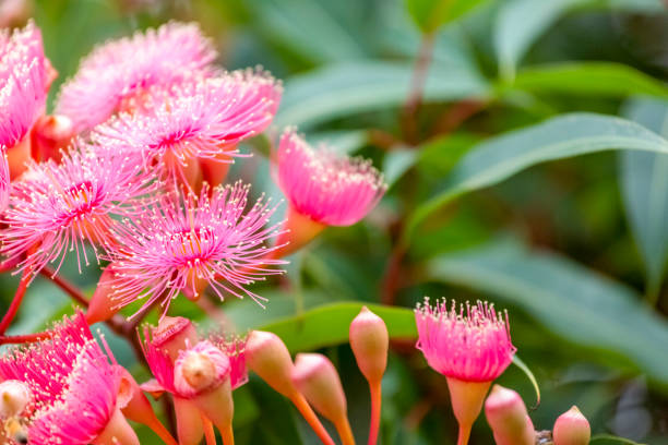istock Pink flowers of gumtree, background with copy space 1297660736