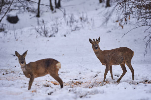 istock Roebuck in the snow 1297661330