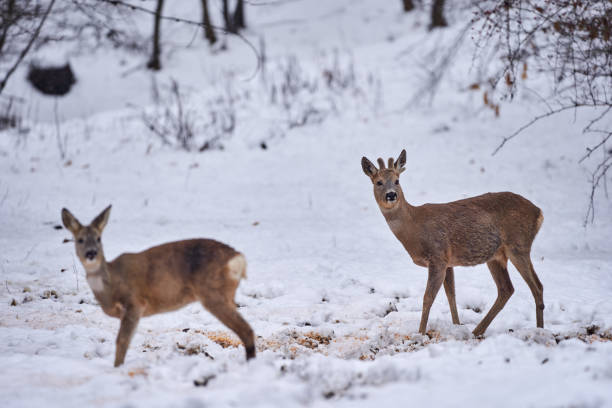 istock Roebuck in the snow 1297661335