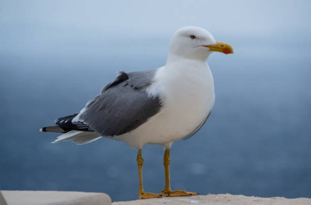 istock Seagull close-up in front of blue grey Ocean 1297661455