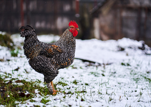 Rooster patrolling the backyard in the snow