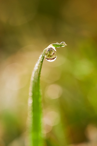 macro view of dew or rain water droplets hanging on leaves. reflections on water droplet.