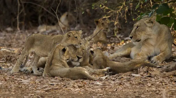The Asiatic lion is a Panthera leo leo population surviving today only in India. Since the turn of the 20th century, its range is restricted to Gir National Park and the surrounding areas in the Indian state of Gujarat. Historically, it inhabited much of Western Asia and the Middle East up to northern India.