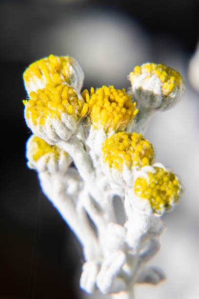 Yellow flower Yellow flower of cineraria plant, macro photo cineraria maritima stock pictures, royalty-free photos & images