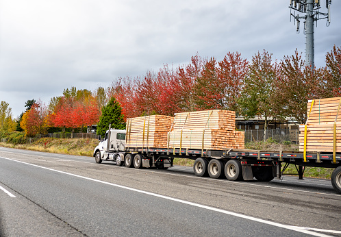 Powerful white bonnet big rig diesel industrial semi truck with day cab transporting lumber wood on two flat bed semi trailers running on the straight highway road with autumn trees on the side