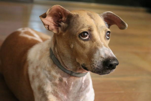 istock Close up Brown dog on the floor 1297666131