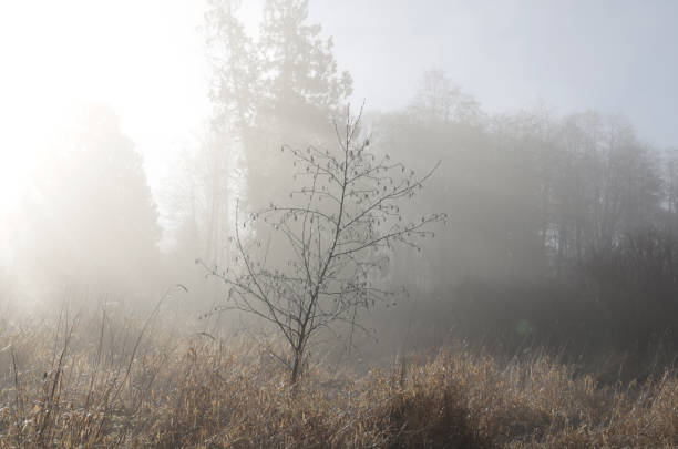 istock Autumn Fog on a Flood Plain in Canada 1297666140