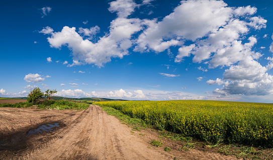 narrow pathway stretching skyward between wheat fields. clouds are visible from the back of the hill. Shot with a full-frame camera in daylight.