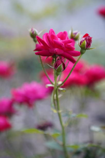 istock Rose on a stem with background out of focus 1297666757