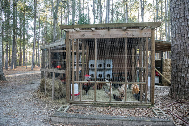 istock Wood chicken coop on a rural home property with chickens inside 1297666822