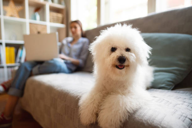 portret van een leuke hond bichon frise die op een laag ligt terwijl eigenaar die op de achtergrond werkt - bichon frisé stockfoto's en -beelden