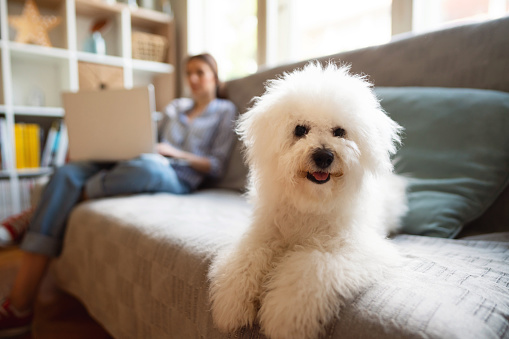 Cute Bichon Frise dog lying on a bed in the company of young woman using laptop