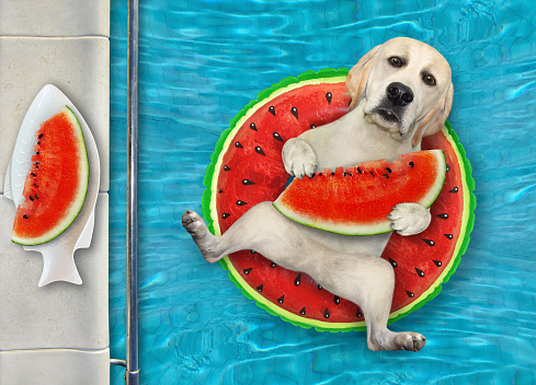 A dog with a slice of watermelon is lying on an inflatable watermelon circle in a swimming pool at the resort.