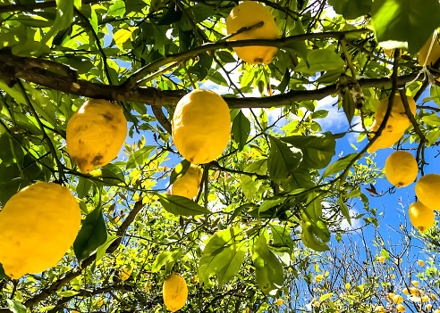 April 29, 2019 - Capri, Italy: Lemons hanging from a tree on the island of Capri, Italy.