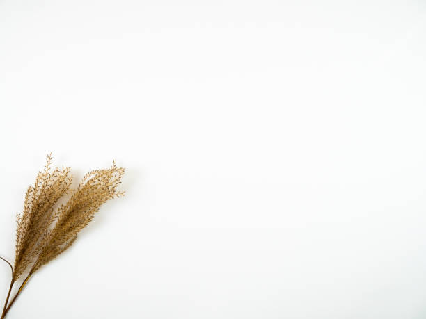 istock Autumn composition. Herbal on white background. Flat lay, top view. 1297671185