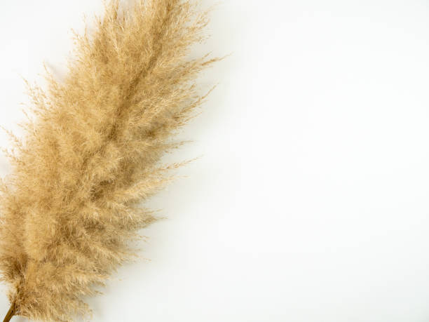 istock Autumn composition. Pampas grass on white background. Flat lay, top view. 1297671197