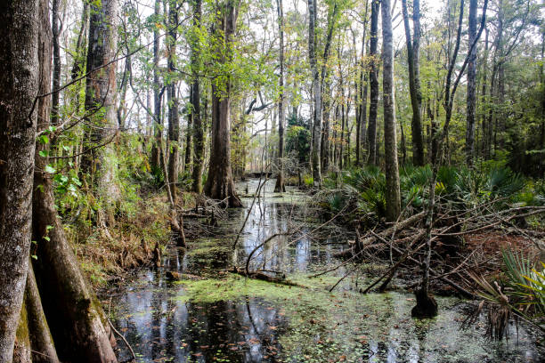 istock Forest & Swamp, South Carolina 1297671632
