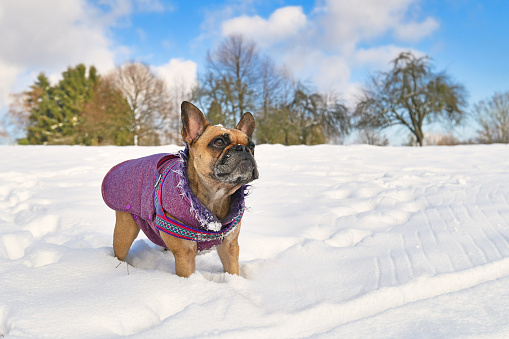 French Bulldog dog wearing warm winter coat in snow landscape