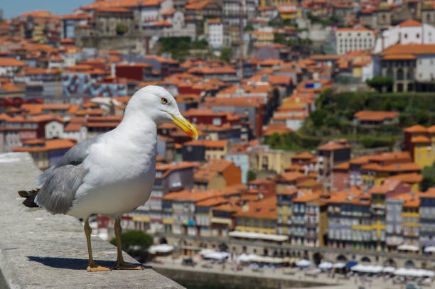 istock Porto - Seagull and Panoramic City View 1297672497