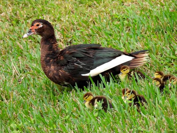 istock Muscovy Duck (Cairina moschata) and her ducklings in the grass 1297672565