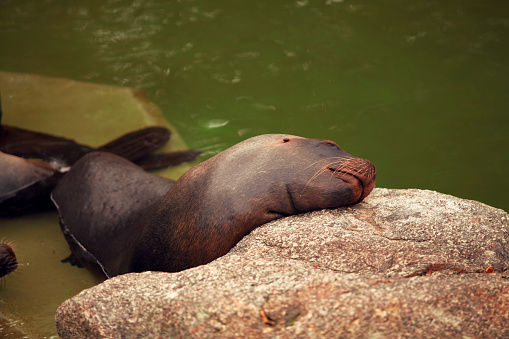 View of an adult eared seal.