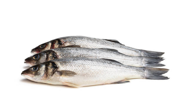 istock Raw whole seabass fish isolated on white 1297674416
