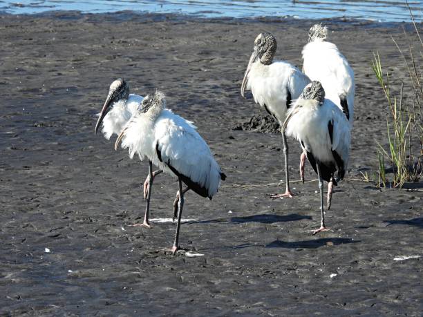 istock Wood Storks (Mycteria americana) resting in the Florida wetlands 1297675859
