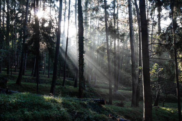 istock one day in the woods 1297676717