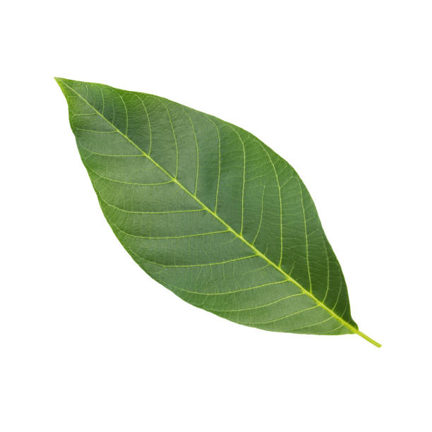 istock Green leaf of walnut tree isolated on white background. 1297676759