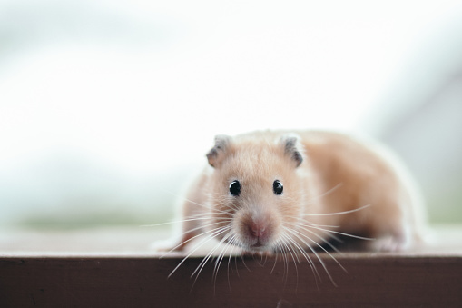 Girl is holding hamster in her hands. Child's hands with a hamster close up. High quality photo