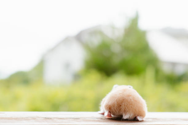 This is a Brown Hamster pooping his head and shoulders out of a Yellow Ball. The Blue bottom adds depth and a touch of Spring.