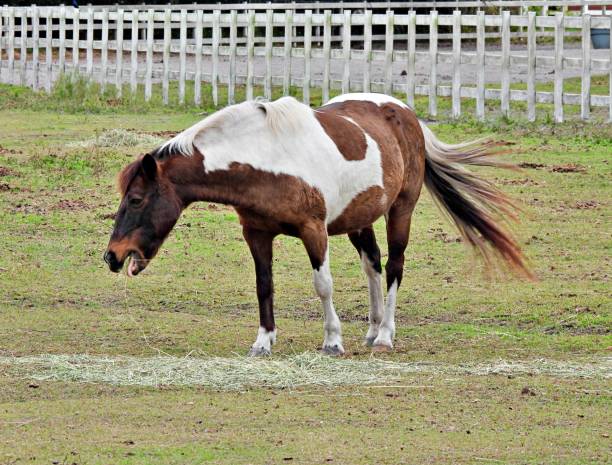 Horse profile
