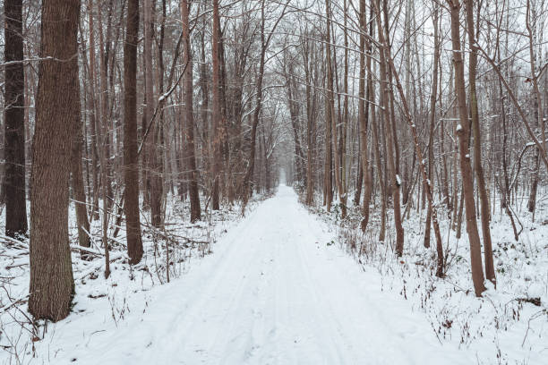 Snow path at Plitvice lakes during winter, Croatia, Europe