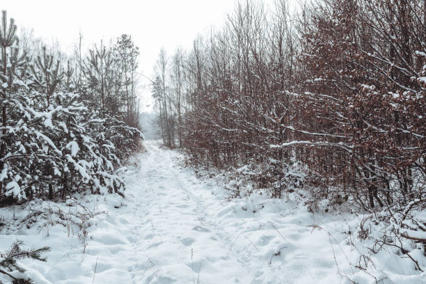 A snow-covered trail in a forest in south-western Poland.