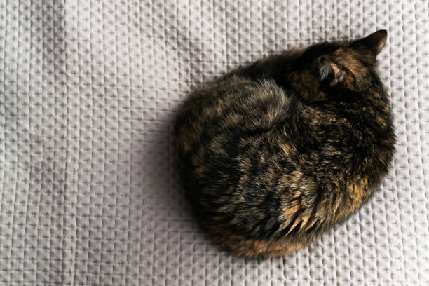 istock A tricolor cat sleeps curled up on a gray blanket. 1297678011
