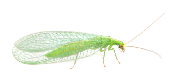 istock Green lacewing isolated on white background 1297678588