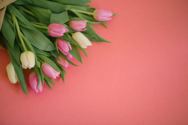 여성의 날, 어머니의 날, 8 행진 또는 발렌타인 데이에 대한 분홍색 배경에 튤립. 휴일과 좋은 아침 소원의 개념. - lady tulip 뉴스 사진 이미지